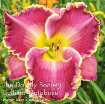 Daylily Tropical Fish Flakes